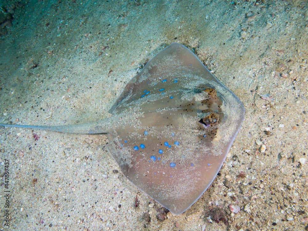 Bluespotted stingray