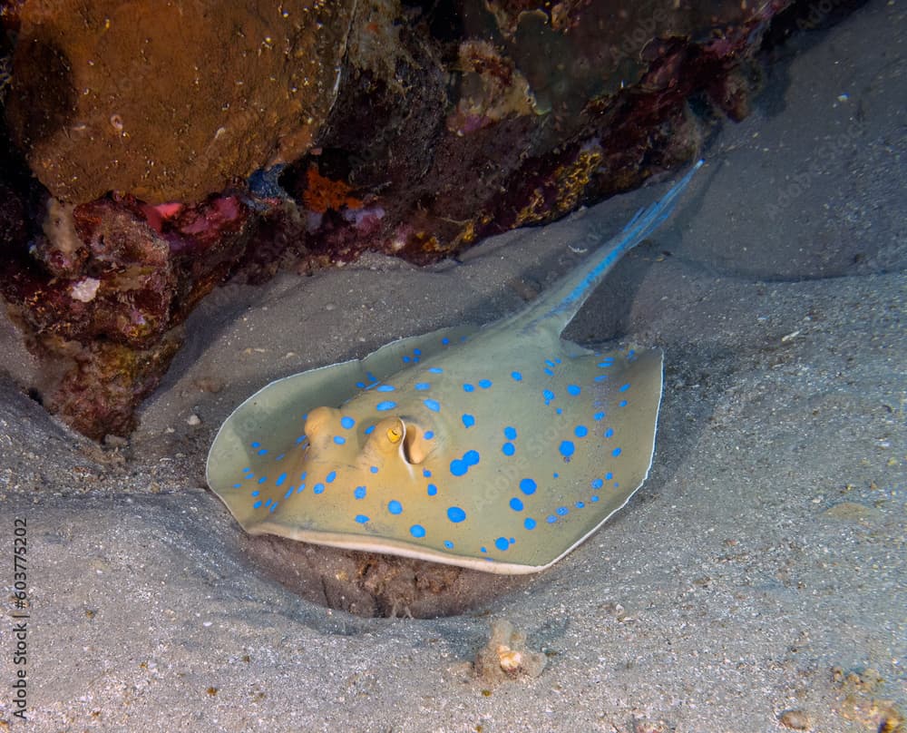 A Bluespotted Ribbontail Ray (Taeniura lymma) in the Red Sea, Egypt