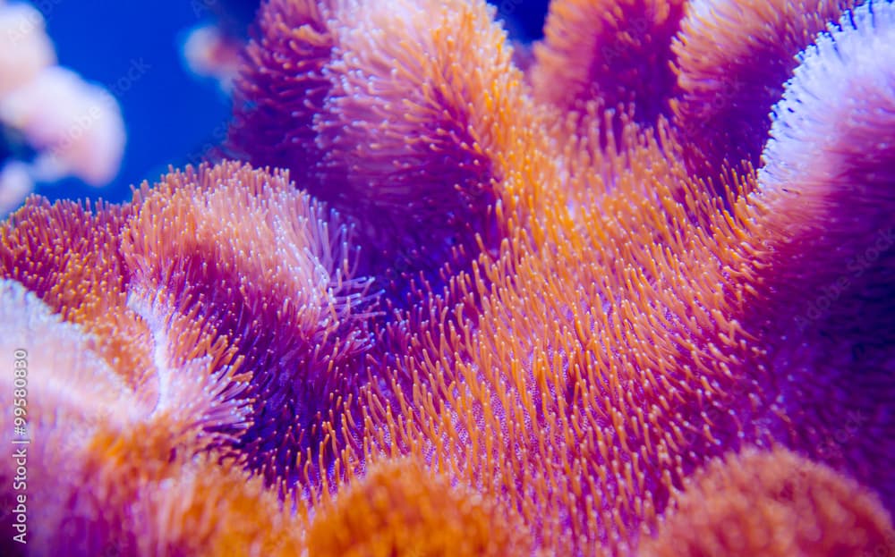 coral in deep blue sea