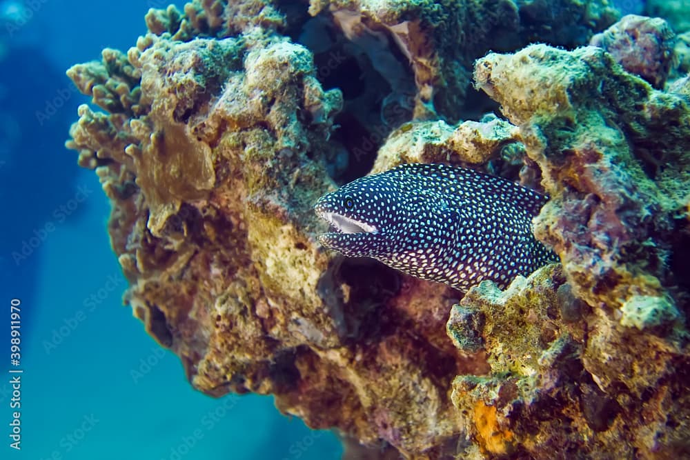 White-mouth moray looks out of its hole.