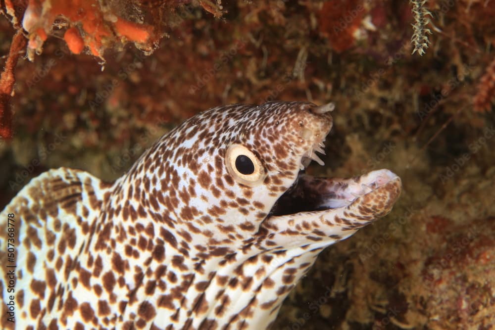 brown and white spotted moray on coral very close up on a reef of bonaire dutch caribbean