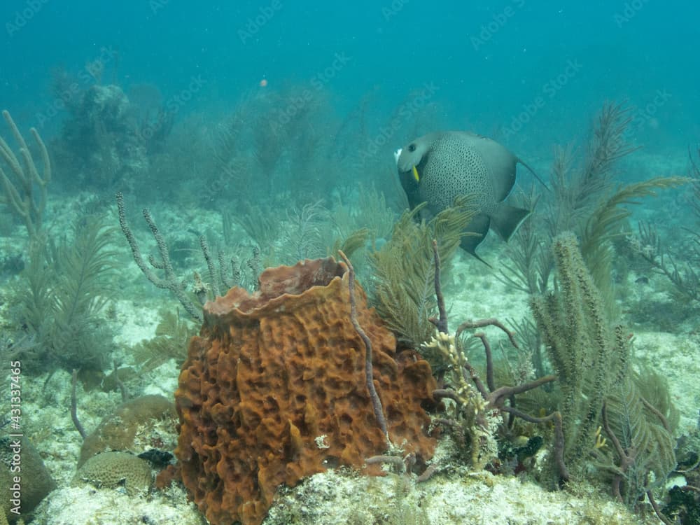 Giant Barrel Sponge and Gray Angelfish