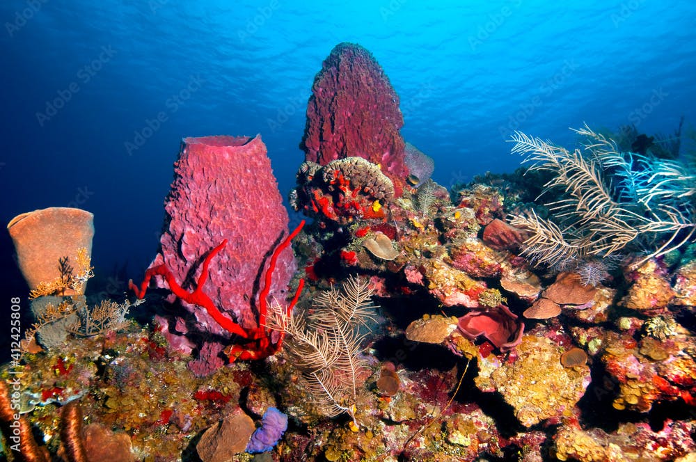 Giant barrel sponge on a coral reef, roatan island, honduras