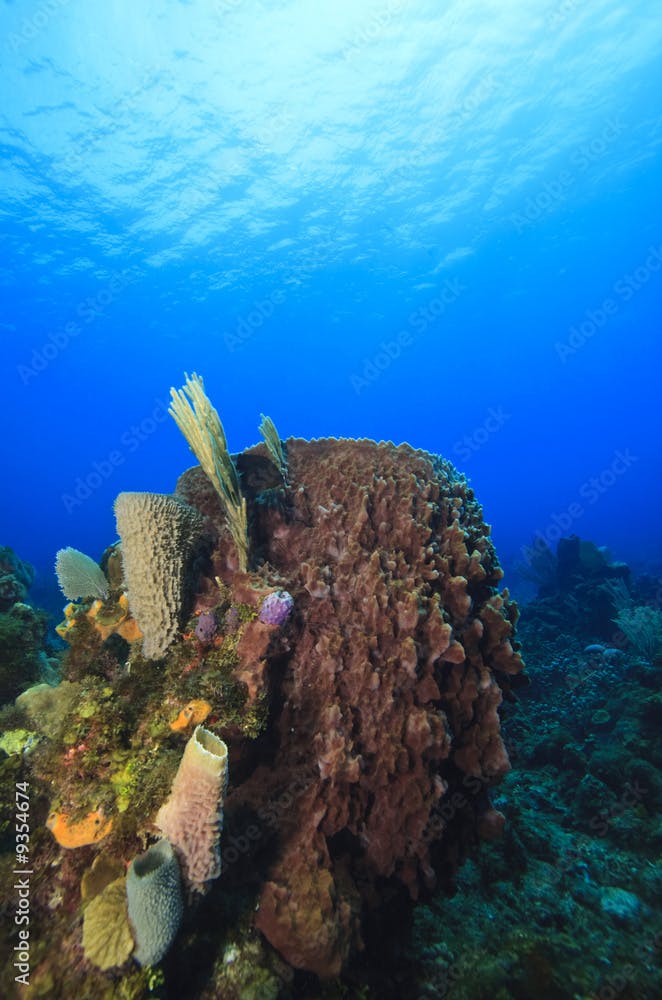 Giant Barrel Sponge(xestospongia muta)