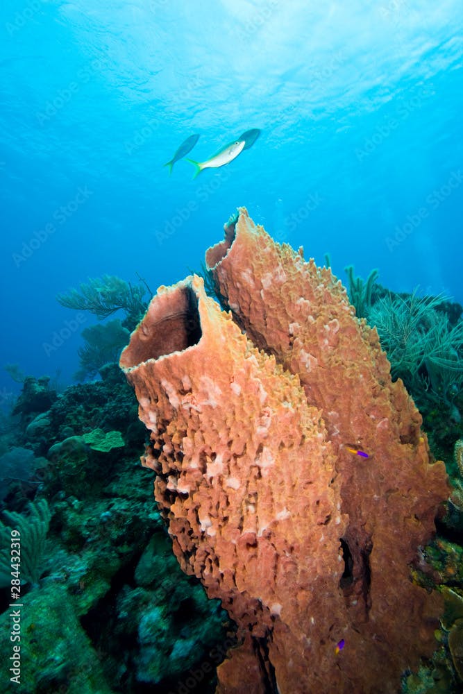 Giant Barrel Sponges (Xestopongia muta), Roatan marine park, Caribbean Scuba Diving, Roatan, Bay Islands, Honduras, Central America