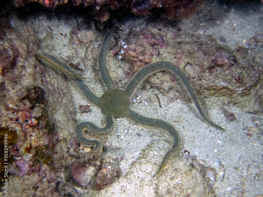 A Green Brittle Star (Ophiarachna incrassata)