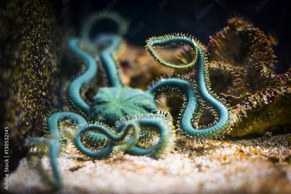 Brittle star in aquarium