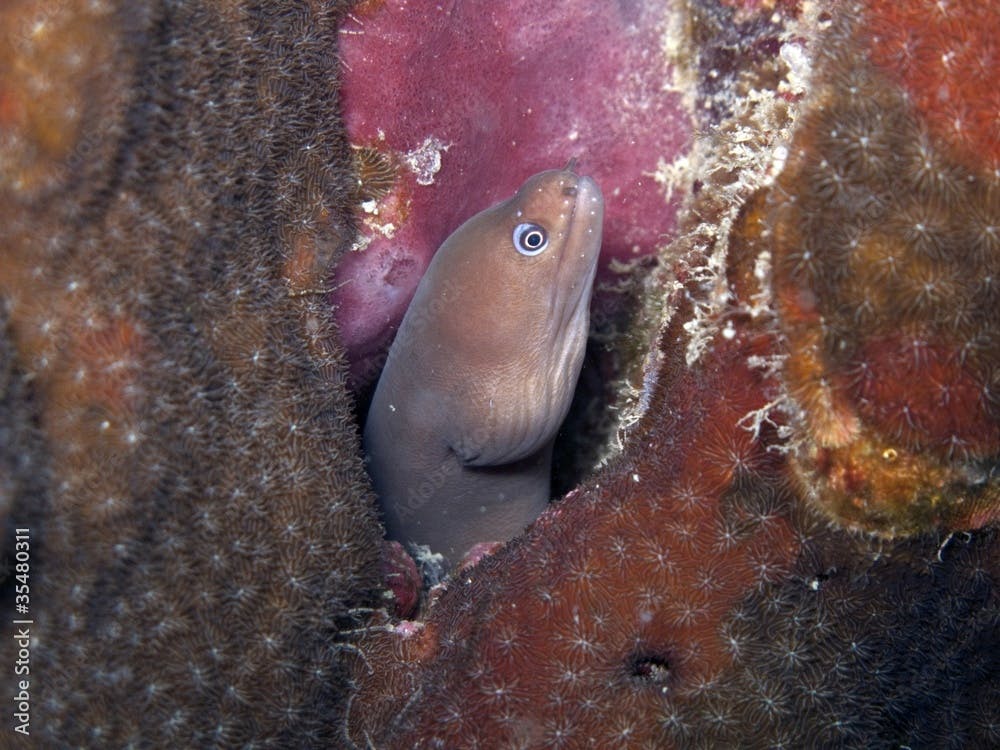 Pale Chin Moray Eel - Gymnothorax herrei