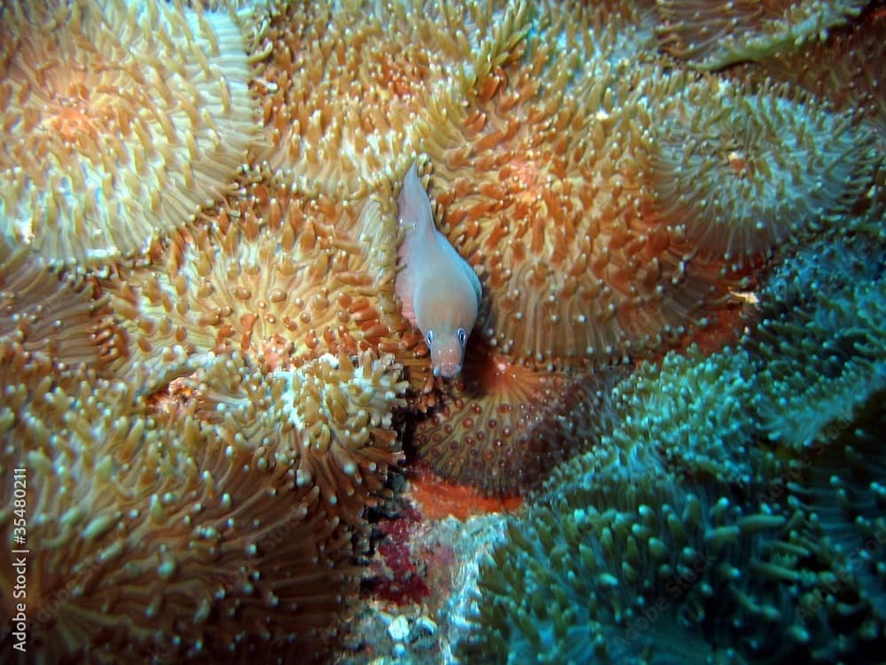 Pale Chin Moray Eel - Gymnothorax herrei