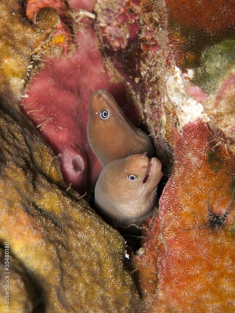 Pale Chin Moray Eel - Gymnothorax herrei