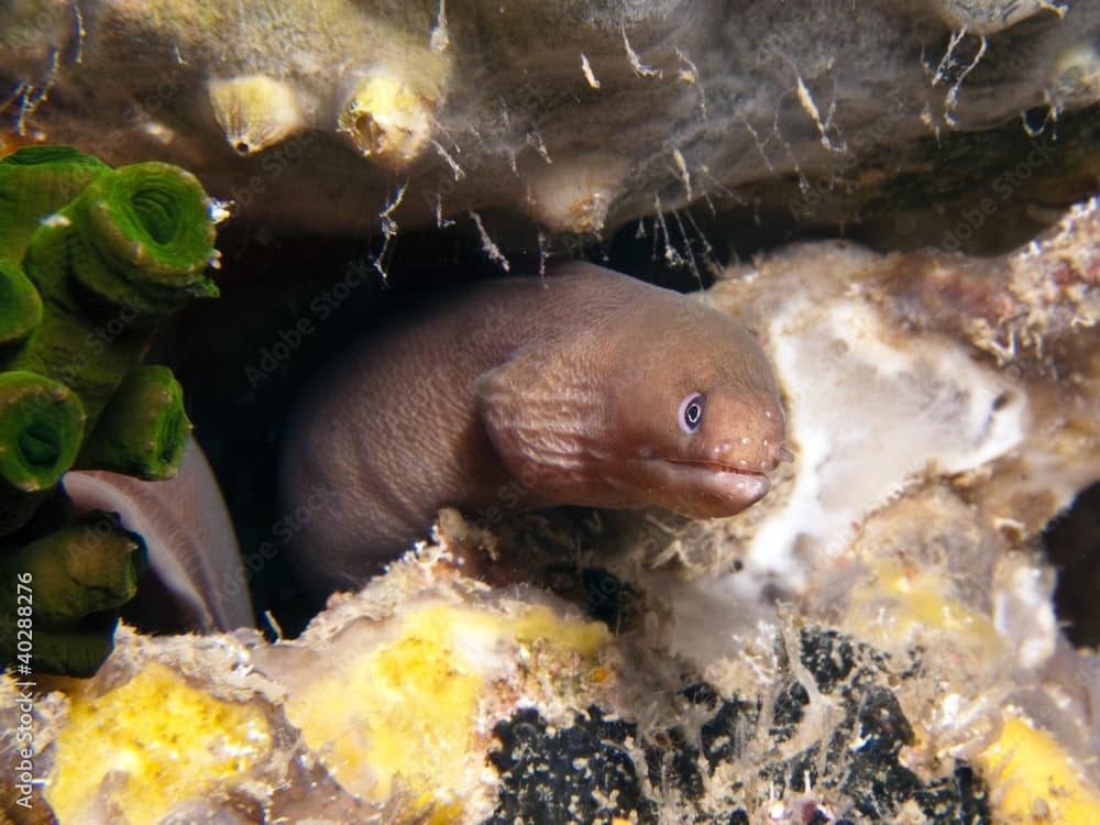 Pale Chin Moray Eel - Gymnothorax herrei