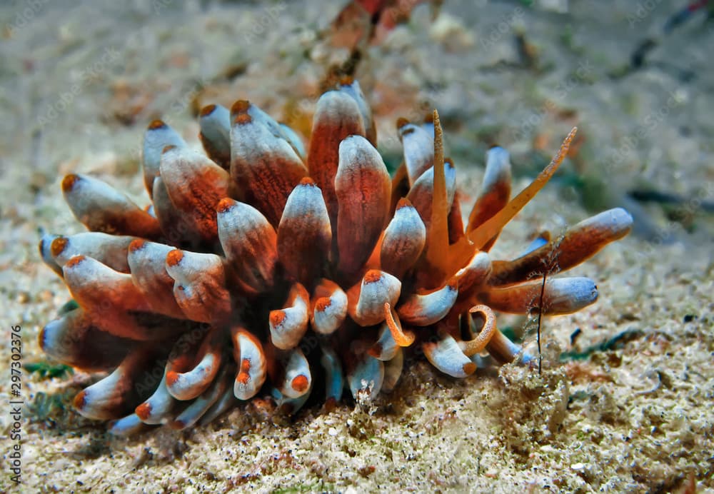 Phyllodesmium magnum Nudibranch, Sea Slag. Philippines.