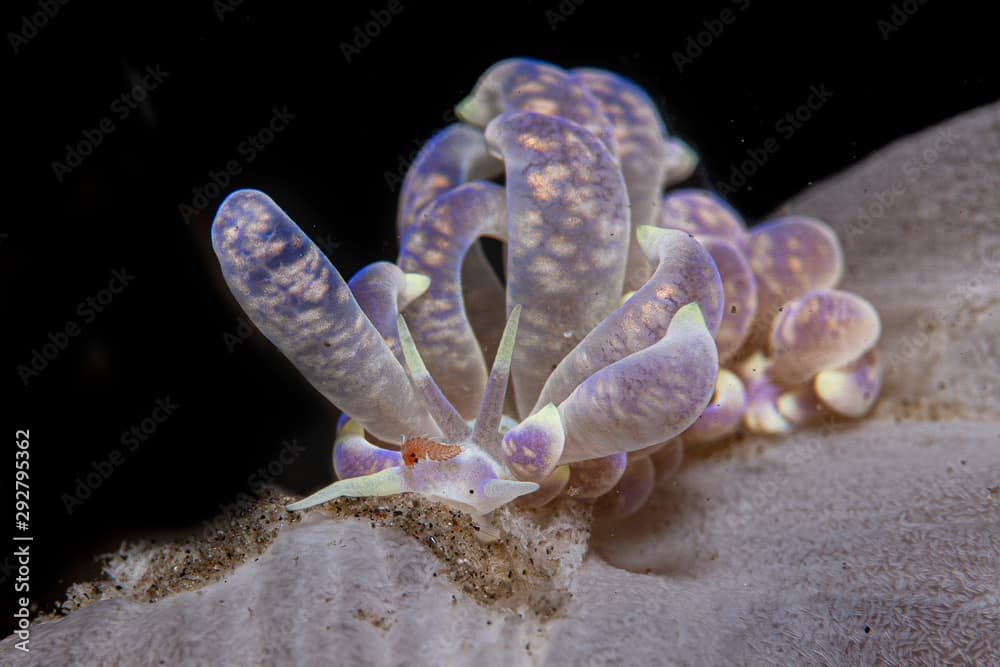 Phyllodesmium magnum nudibranch