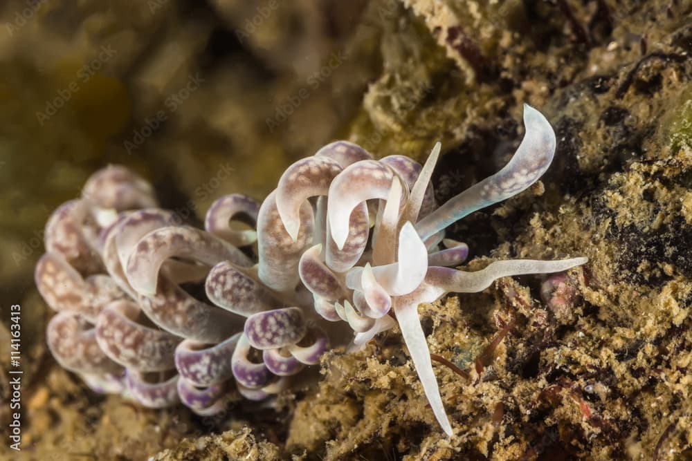 Phyllodesmium magnum Nudibranch,  Sea Slug