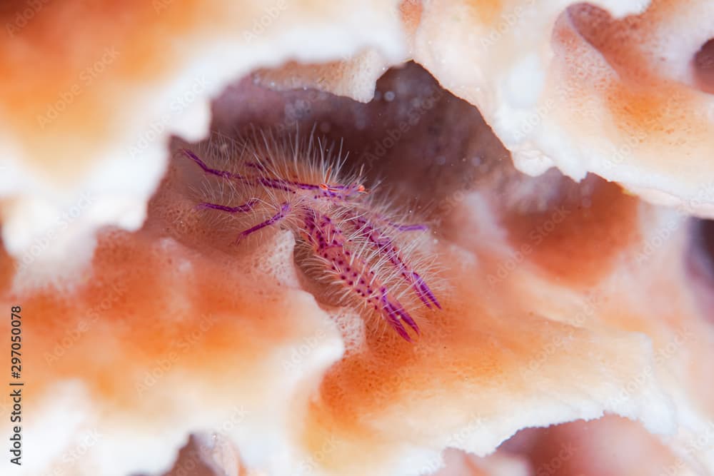 Squat Lobster Lauriea siagiani