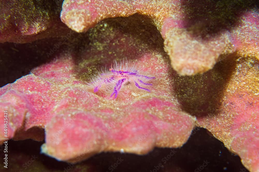 Tiny Hairy Squat Lobster (Lauriea siagiani) or Barrel-sponge Crab. hiding in a barrel sponge near Anilao, Philippines.  Underwater photography and travel.