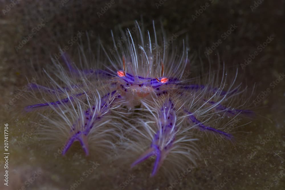 Pink hairy squat lobster (Lauriea siagiani). Picture was taken in Anilao, Philippines