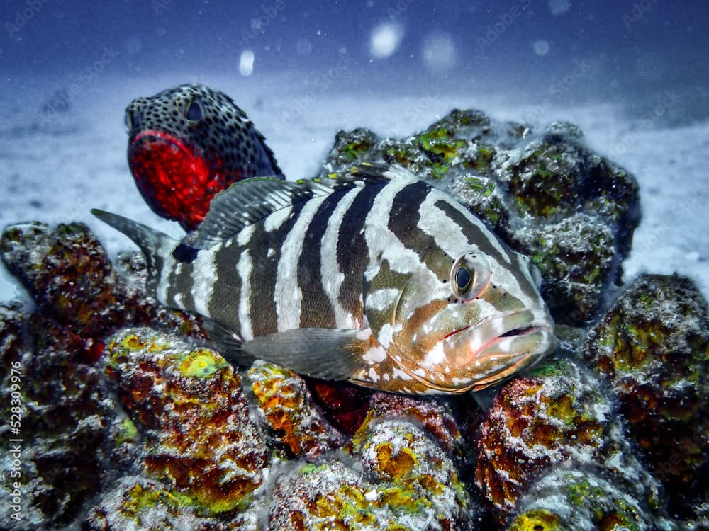 Nassau Grouper (Epinephelus striatus) and Red Hind (Epinephelus guttatus) on a coralhead in the Exuma Cays, Bahamas