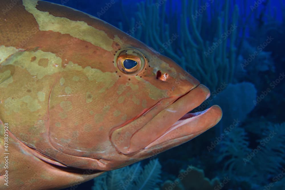 Nassau grouper, Epinephelus striatus, up close, Cayman Brac, BWI