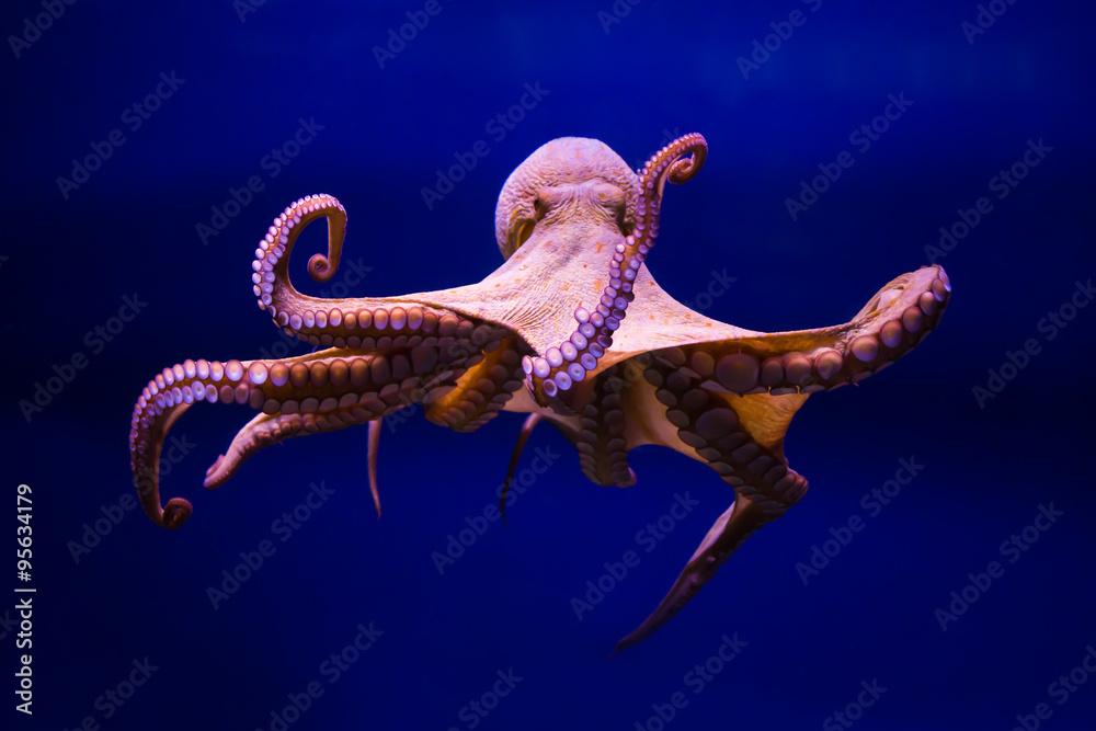 Polpo comune (Octopus vulgaris)