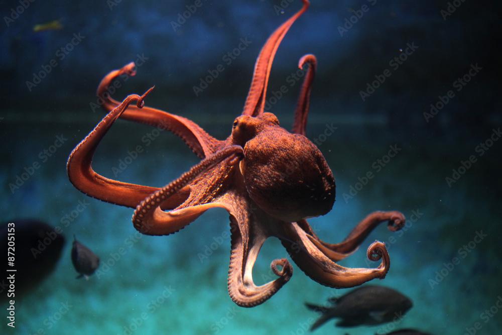 Common octopus (Octopus vulgaris).