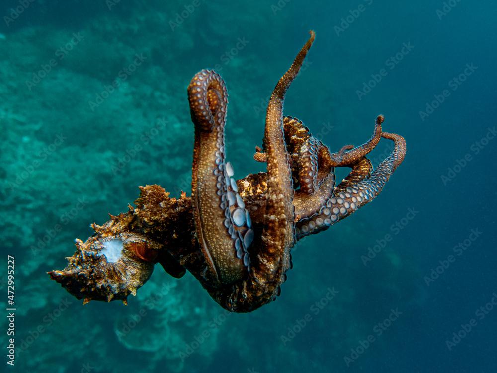 Common octopus (Octopus vulgaris) swimming in the shallow coral reef.