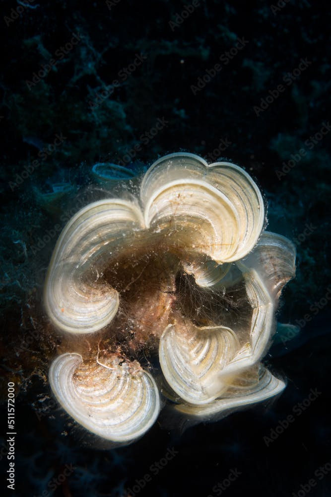 White scroll alga (Padina jamaicensis) on the on the reef off the Dutch Caribbean island of Sint Maarten