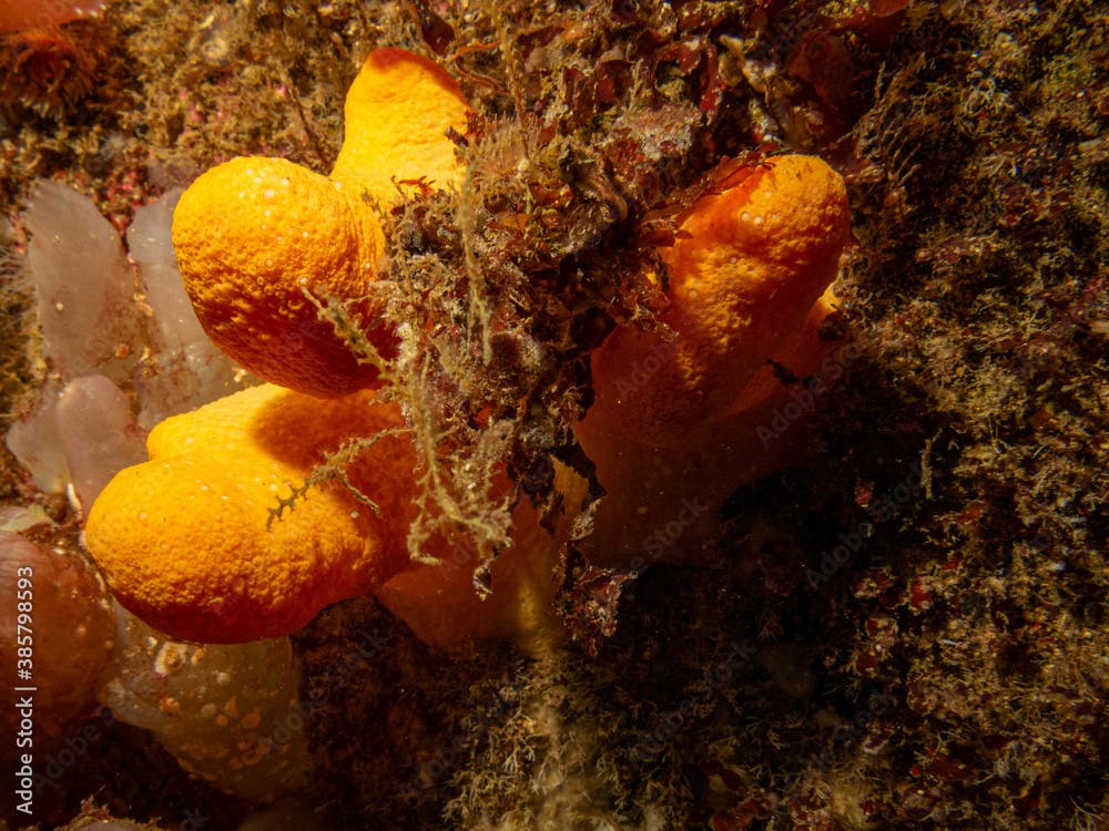 A closeup picture of the soft coral dead man's fingers or Alcyonium digitatum. Picture from the Weather Islands, Skagerrak Sea, western Sweden