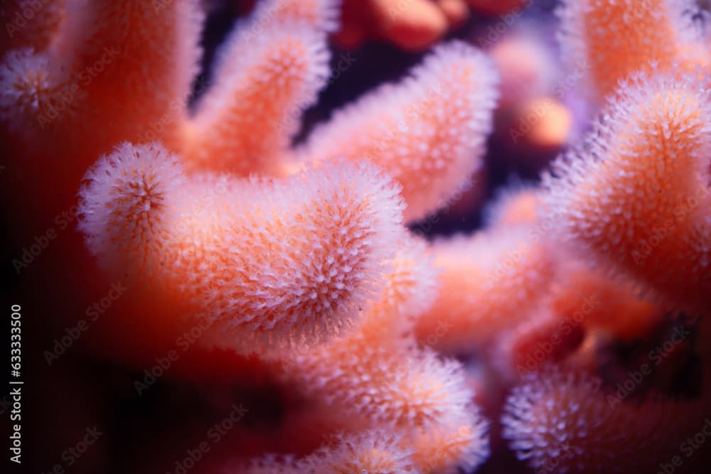 Alcyonium digitatum or dead man's fingers, soft coral of the coast of northern Atlantic ocean and South Pacific, polyps colony, furry appearance, Alcyoniidae