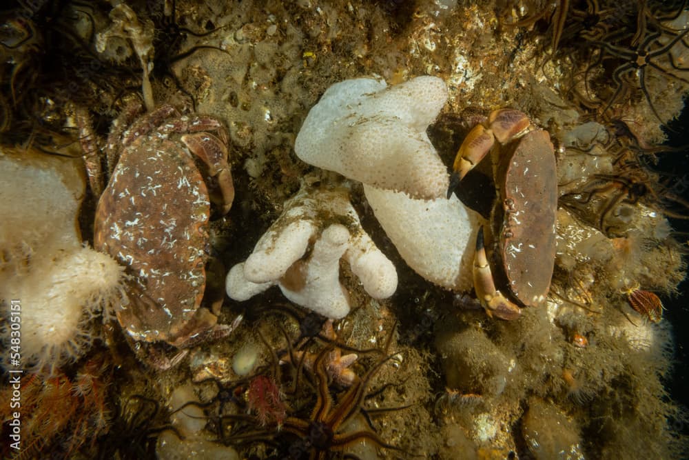 a pair of edible crabs meet over a cluster of dead mans fingers or Alcyonium digitatum in the cold waters of the west Scottish coastline