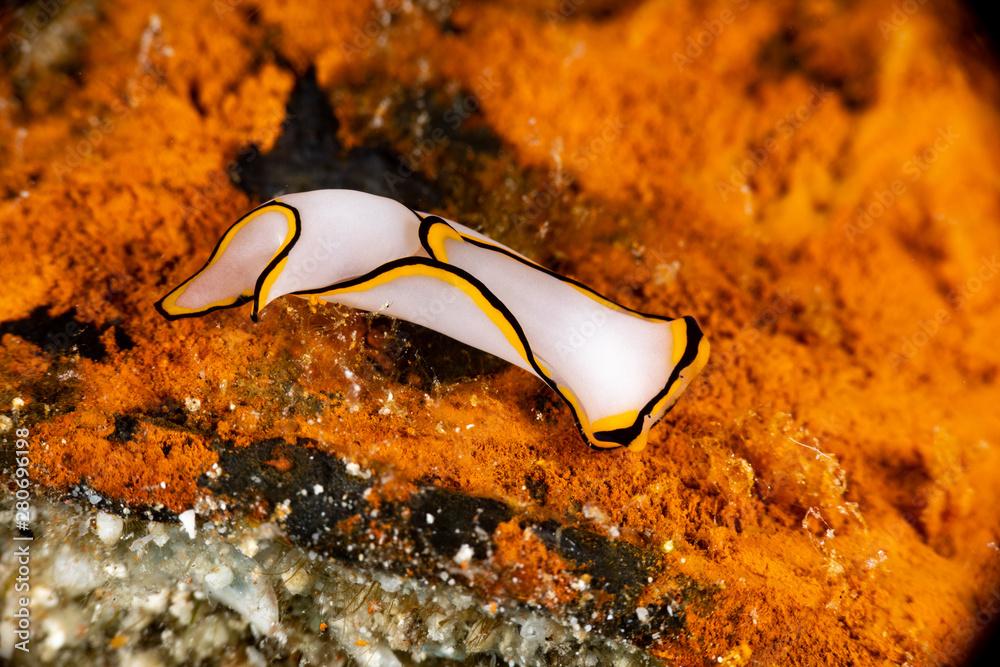 Pale Headshield Slug, Chelidonura pallida is a species of sea slug, or "headshield slug", a marine opisthobranch gastropod mollusk in the family Aglajidae