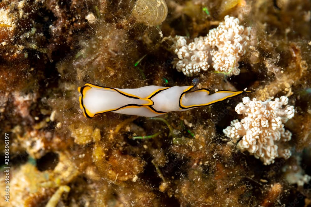 Pale Headshield Slug, Chelidonura pallida is a species of sea slug, or "headshield slug", a marine opisthobranch gastropod mollusk in the family Aglajidae