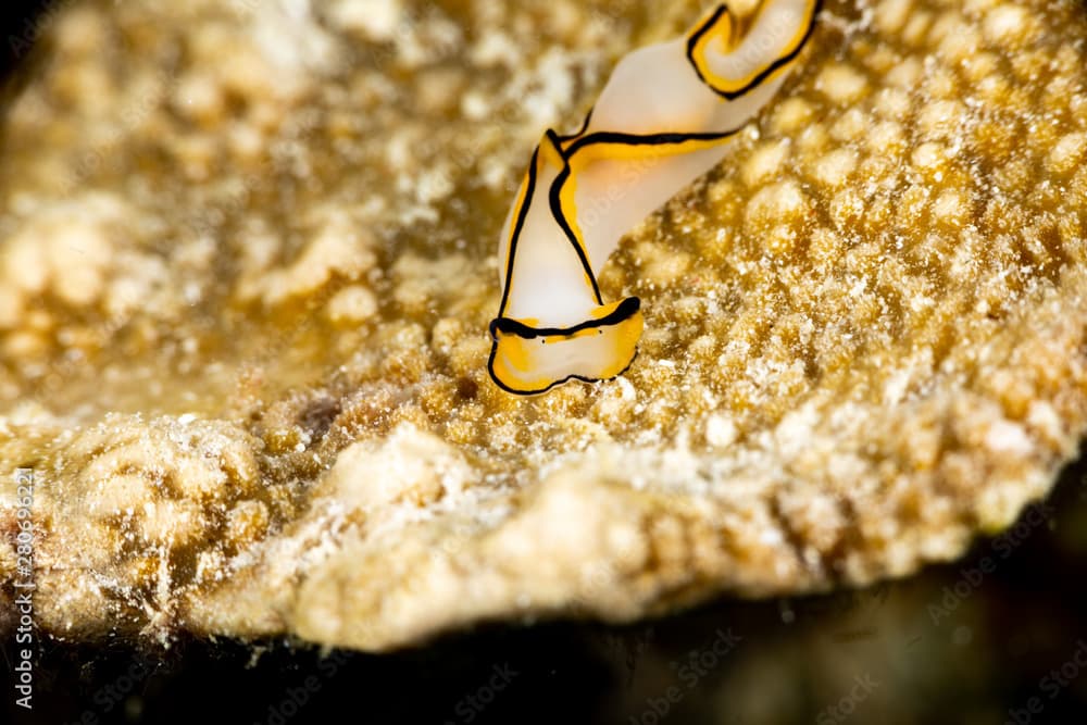 Pale Headshield Slug, Chelidonura pallida is a species of sea slug, or "headshield slug", a marine opisthobranch gastropod mollusk in the family Aglajidae