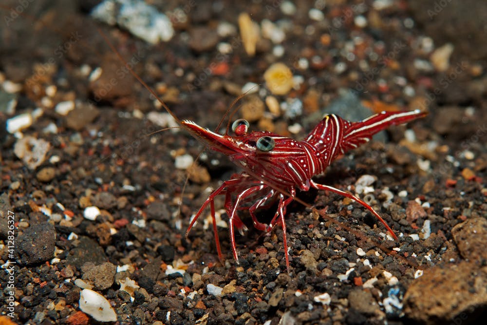 Hingebeak shrimp (Rhynchocinetes durbanensis) near Tulamben, Bali, Indonesia