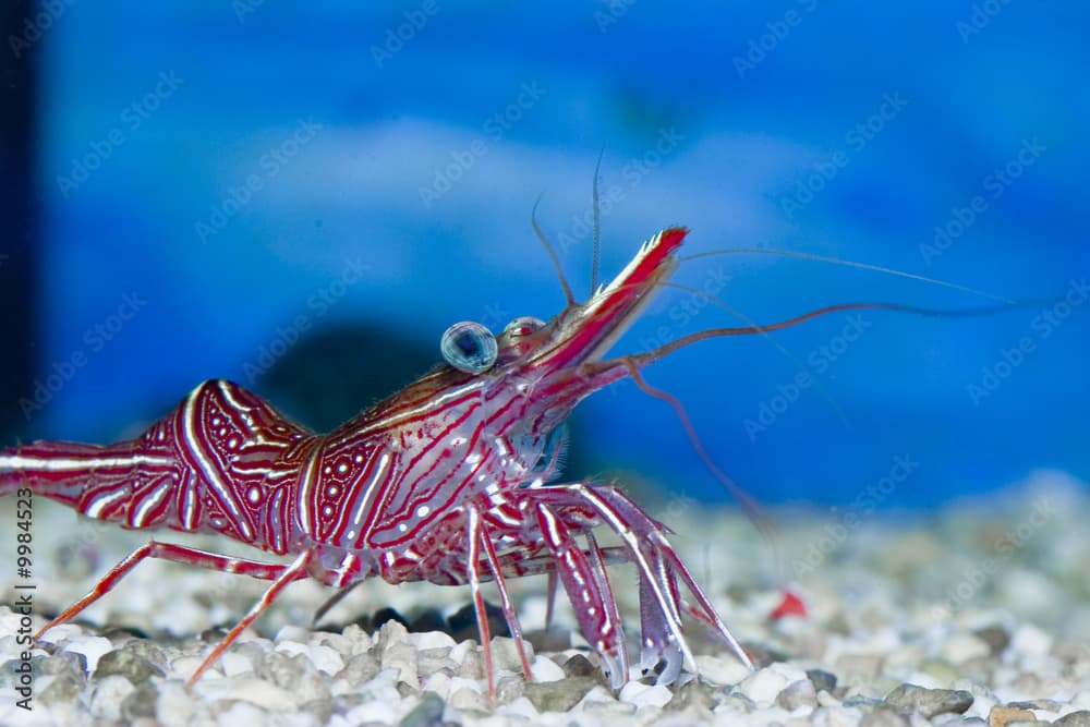 Rhynchocinetes durbanensis im Meerwasseraquarium