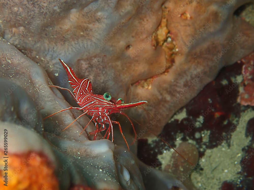 Hinge-beak Shrimp Rhynchocinetes durbanensis on hard coral during leisure dive in Sabah, Borneo.