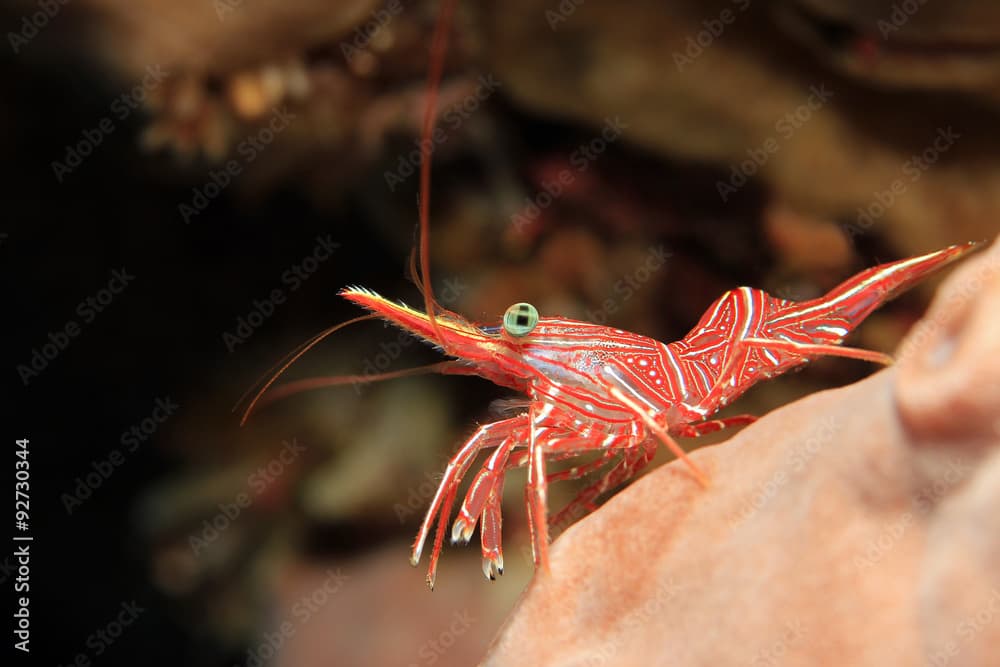 Durban Dancing Shrimp (Rhynchocinetes Durbanensis, aka Hingebeak Prawn, Hinge-beak Shrimp). Padang Bai, Bali, Indonesia