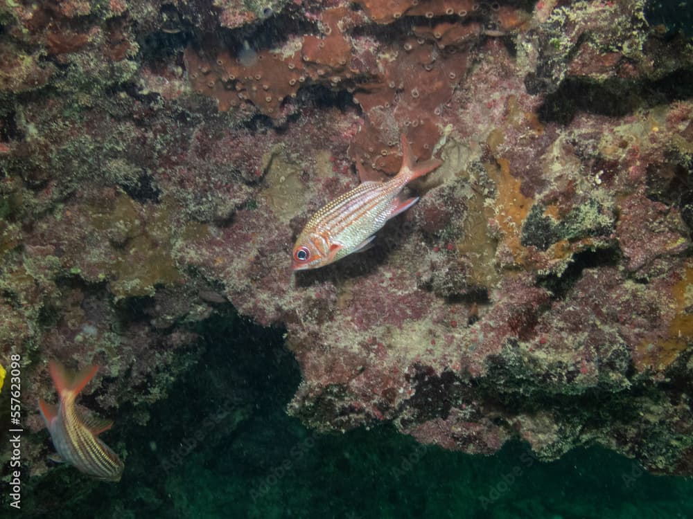 Dusky Squirrelfish