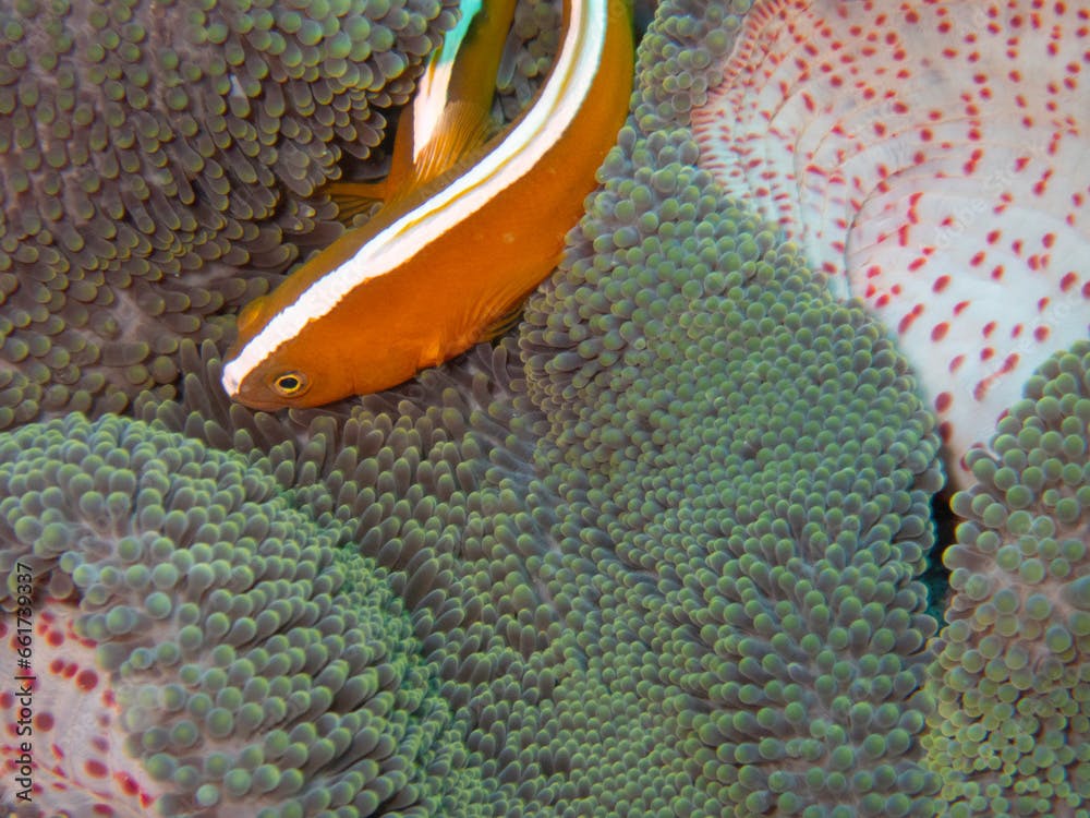 Stichodactyla mertensii with Orange Anemonefish