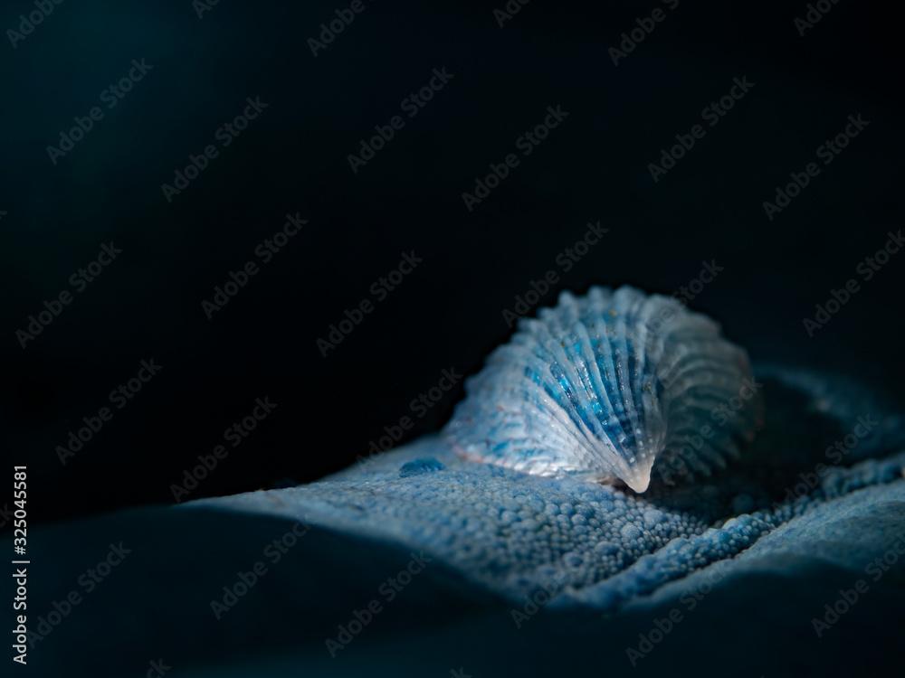 Crystalline Sea Star Snail (Thyca crystallina)