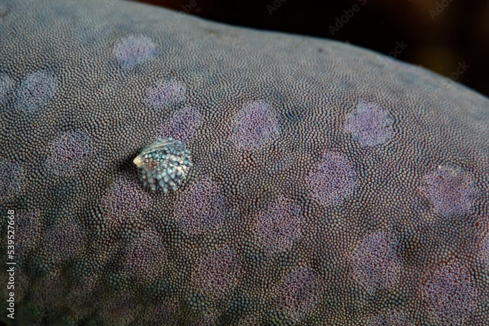 A parasitic cap limpet, Thyca crystallina, feeds on the arm of a blue Linckia sea star on a reef in Indonesia. This mollusk species specializes on this type of sea star.