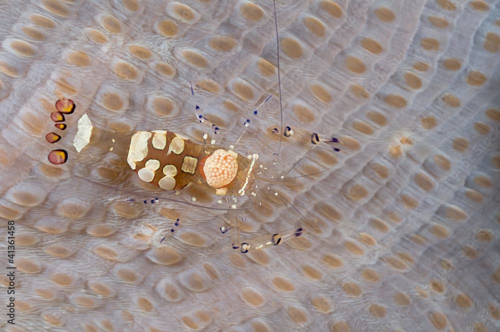 Short hand commensal shrimp, Periclimenes brevicarpalis