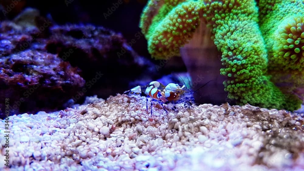 Glass Anemone Shrimp - (Periclimenes brevicarpalis) 