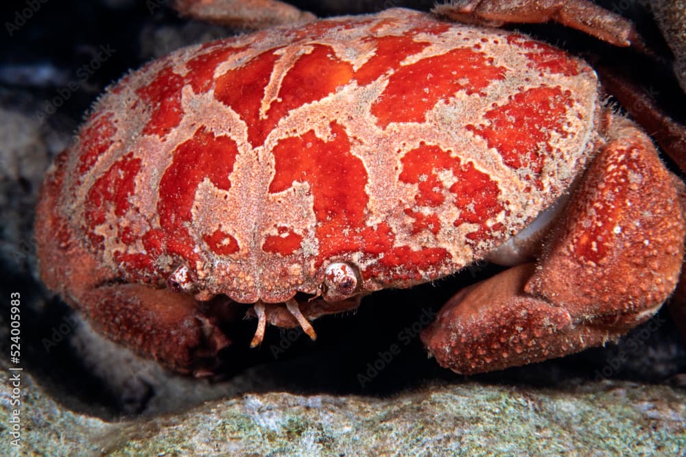 Convex crab, carpilius convexus, Wakatobi, Indonesia. Scanned dia positive image   