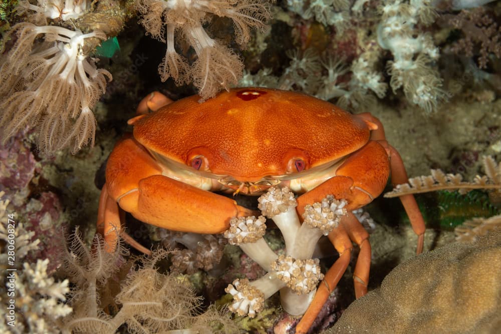 a species of crab that lives in the Indo-Pacific, from Hawaii to the Red Sea and South Africa, Carpilius convexus