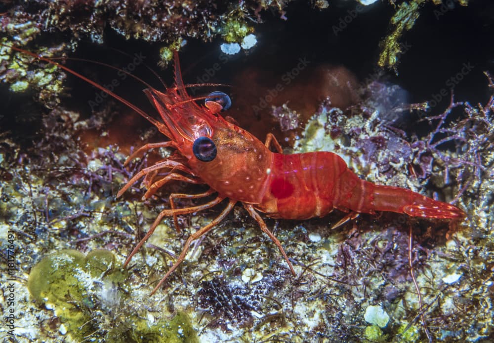 Peppermint shrimp on coral reef