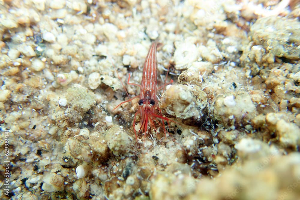 Peppermint shrimp, underwater image into the Mediterranean sea