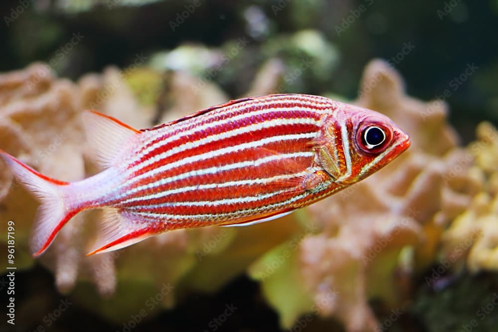 Crowned squirrelfish