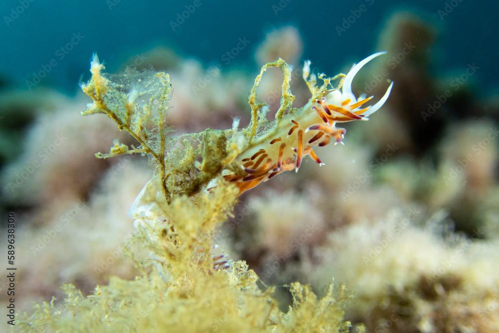 Nudibranquio en el fondo marino, mar mediterraneo.