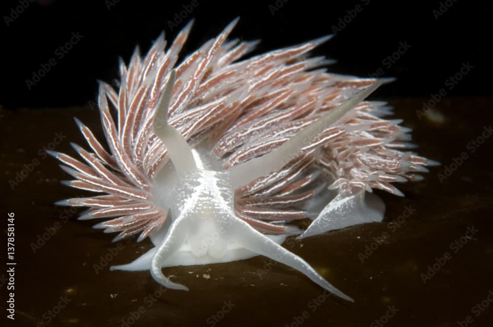 Nudibranch (Flabellina lineata) on seaweed, Saltstraumen, Bodö, Norway, October 2008